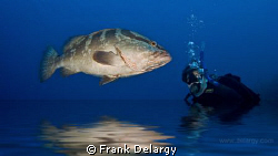 2 minutes of Photoshop to give it the "fish out of water"... by Frank Delargy 
